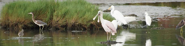 Spoonbill and Friends